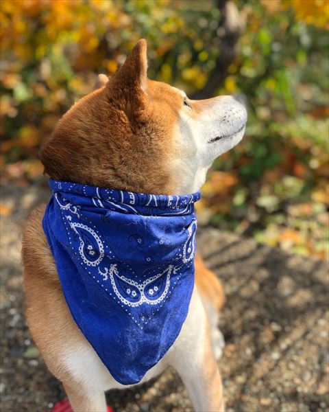 空を見上げるワンコ