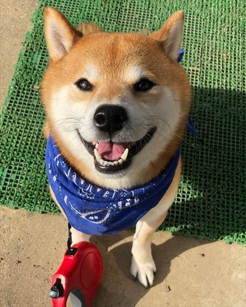 笑顔でお座りしてるワンコ