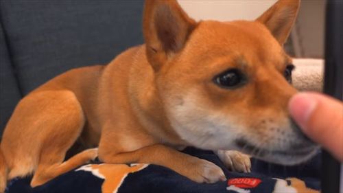 スマホを見る柴犬