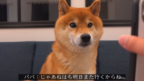 スマホを見る柴犬