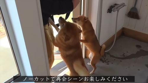 パパを出迎えるハチくんといちごちゃん