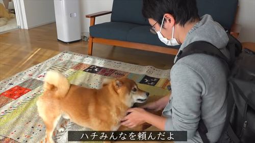 お見送りする柴犬