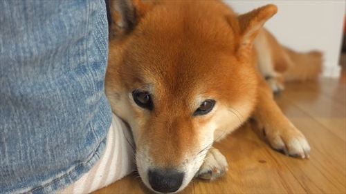 しょんぼりする柴犬