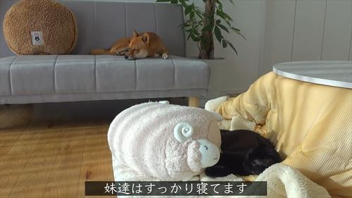 寝る柴犬と猫