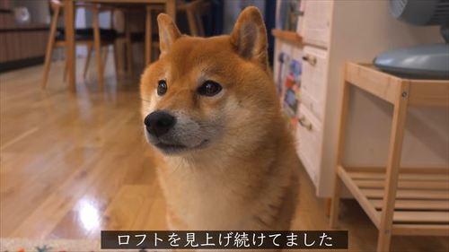 さみしい柴犬