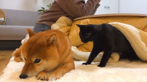 落ち込む柴犬を見つめる猫