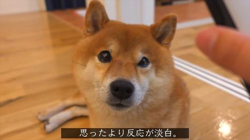 スマホを見る柴犬