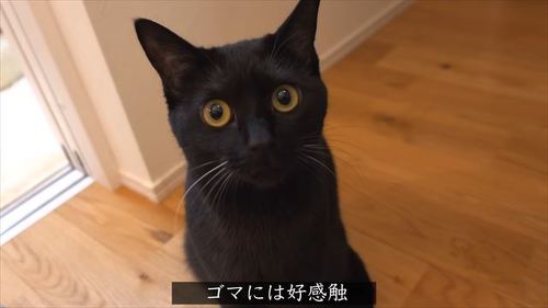 スマホを見る猫