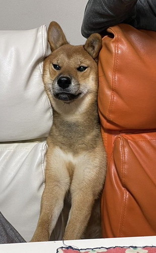 アップルパイを食べたいお嬢ちゃん