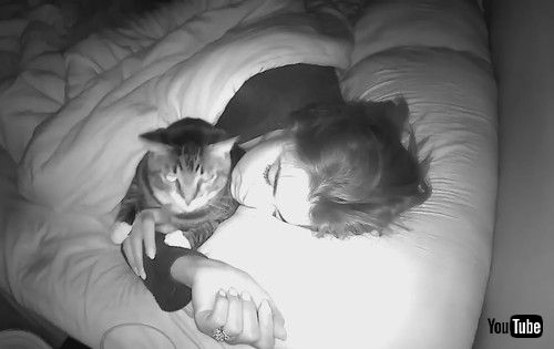 飼い主の布団に入る猫