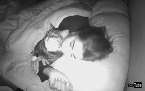 飼い主の布団に入る猫