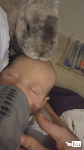 「Baby and Bunny Become Best Friends || ViralHog」
