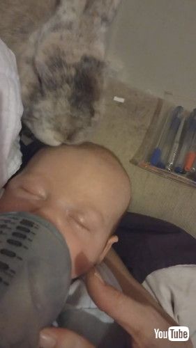 「Baby and Bunny Become Best Friends || ViralHog」