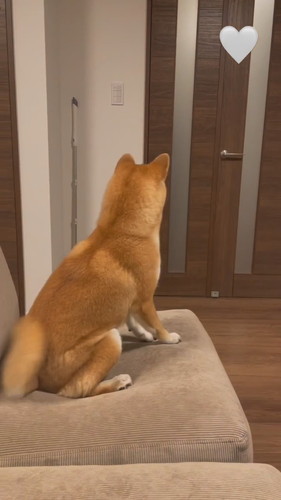 パパ帰宅で喜ぶこはくちゃん