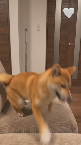 パパ帰宅で喜ぶこはくちゃん