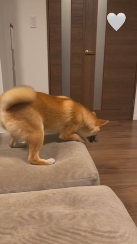 パパ帰宅で喜ぶこはくちゃん