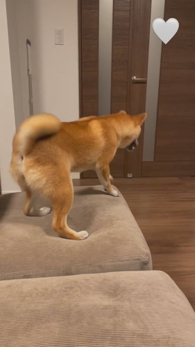 パパ帰宅で喜ぶこはくちゃん