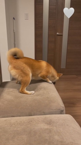 パパ帰宅で喜ぶこはくちゃん