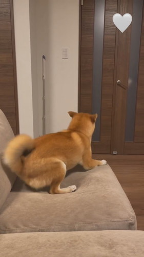 パパ帰宅で喜ぶこはくちゃん