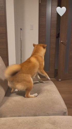 パパ帰宅で喜ぶこはくちゃん