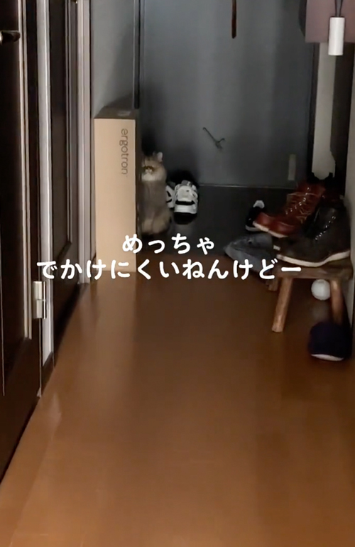 飼い主のお出掛けを察する猫