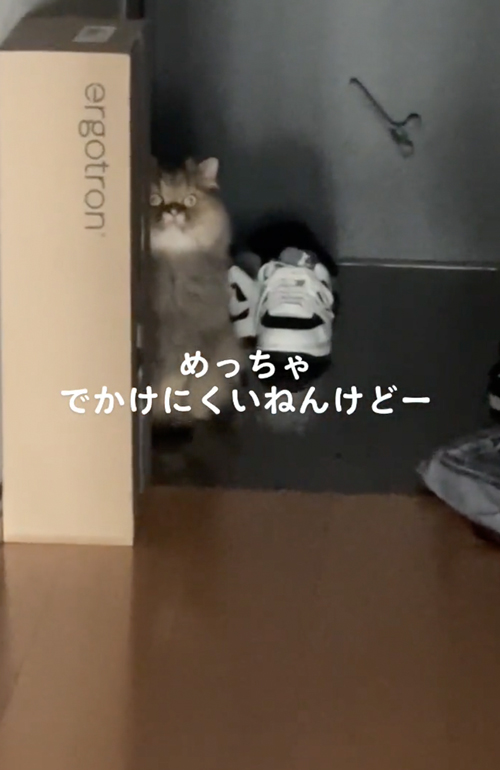 飼い主のお出掛けを察する猫