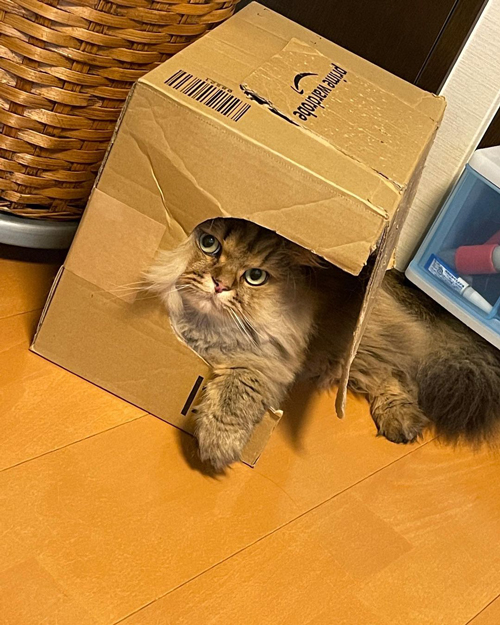 箱に入るひなたくん