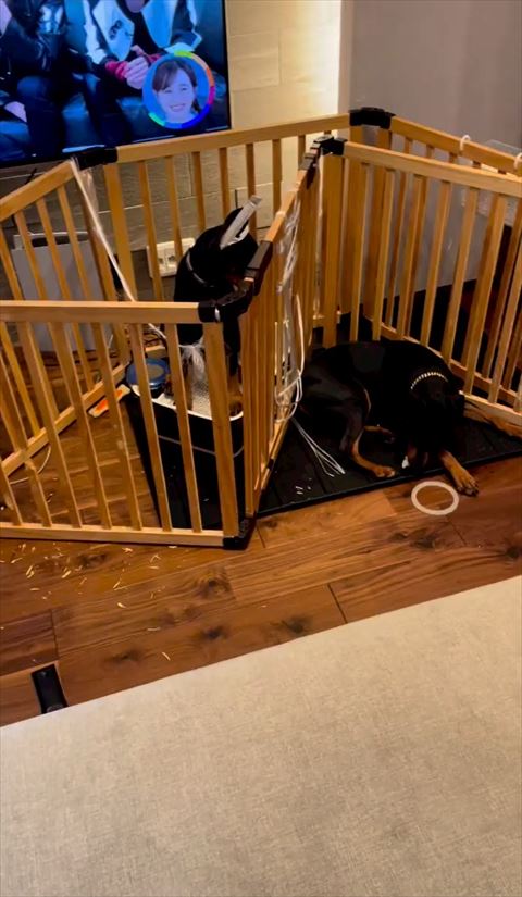 ゲートとワンコたち遠くから