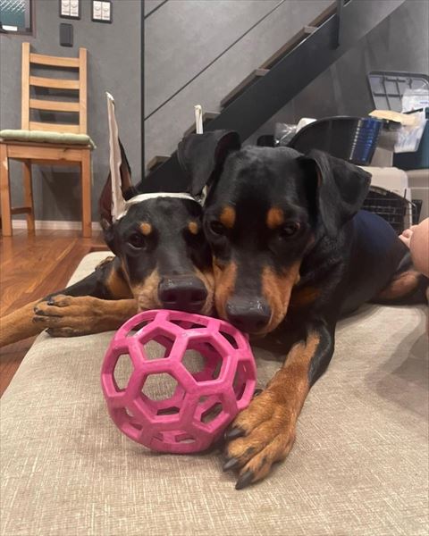 おもちゃを見つめる2匹