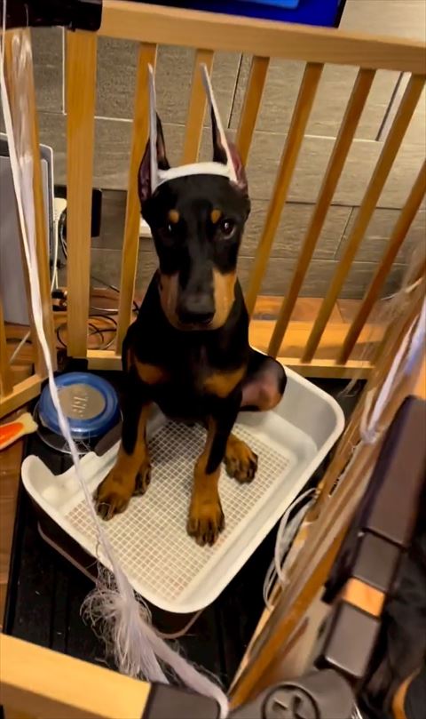 耳器具つけてるワンコお座りアップ