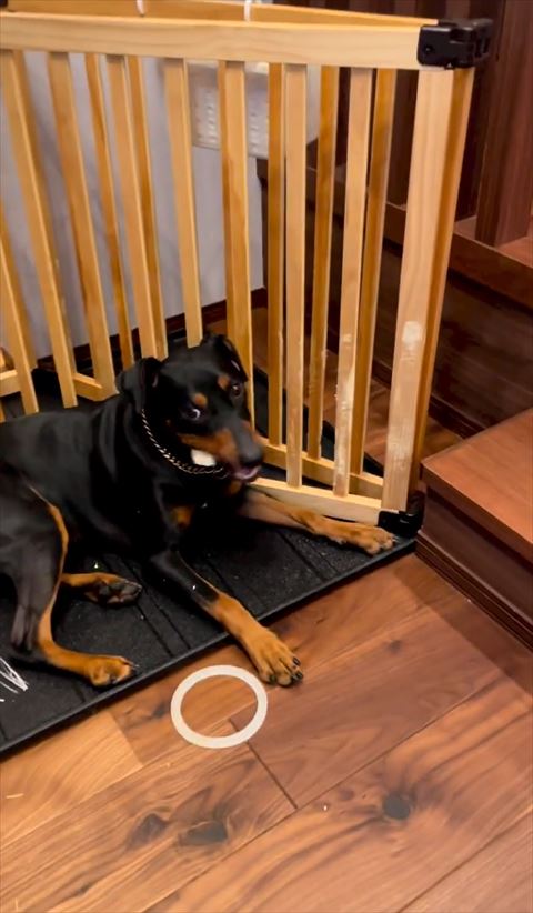 ガム噛んでるワンコカメラ目線