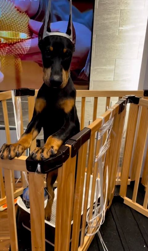 身を乗り出すワンコ