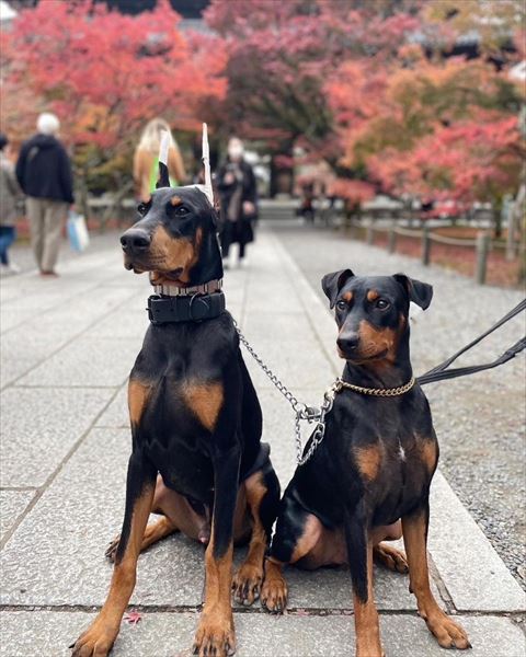 紅葉とワンコ2匹