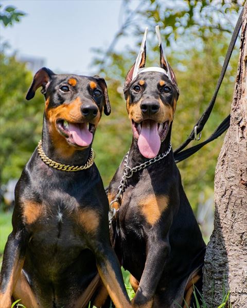 笑顔のワンコ2匹