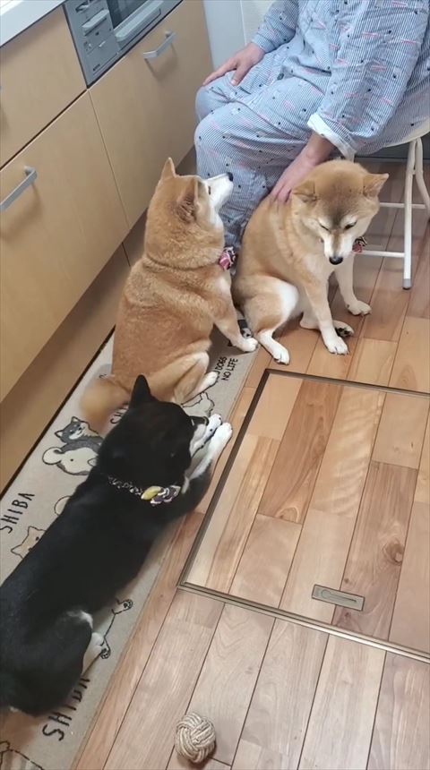 なでられてるワンコ黒柴見る