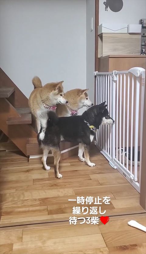 玄関を見つめる3匹