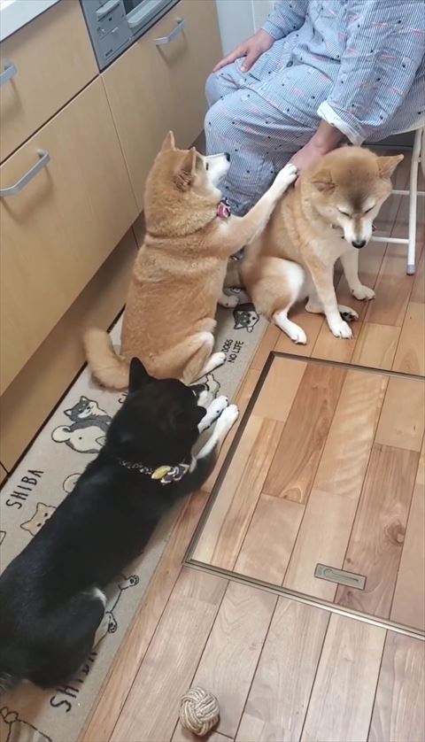飼い主に手を乗せてる柴犬横から