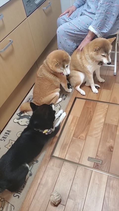 顔を見合わせるキッチン側の柴犬と黒柴