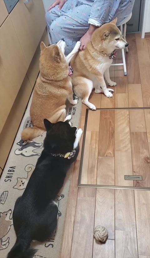 飼い主に手を乗せてる柴犬上から