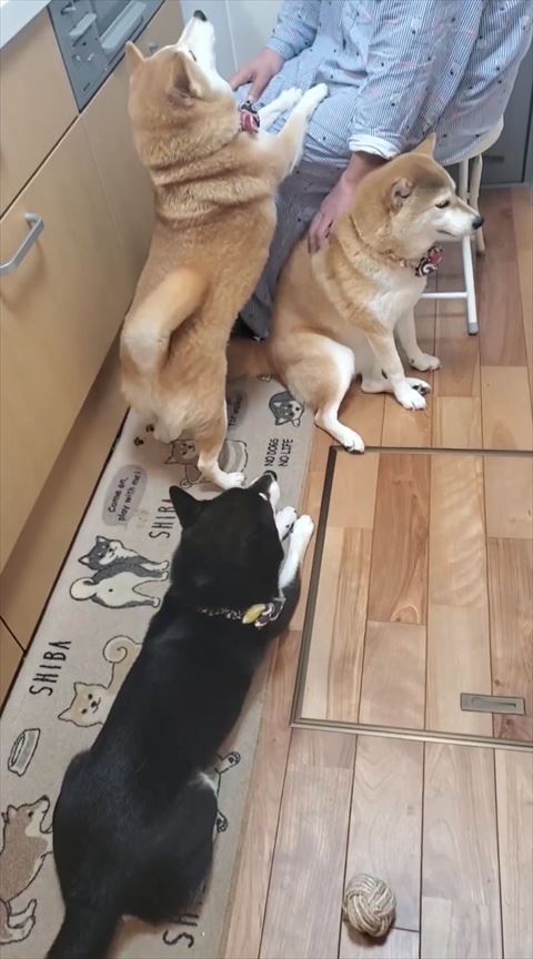 飼い主のヒザに前足のせるワンコ