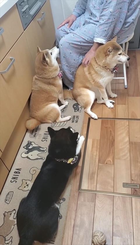 乙女座りで飼い主さんを見つめる柴犬