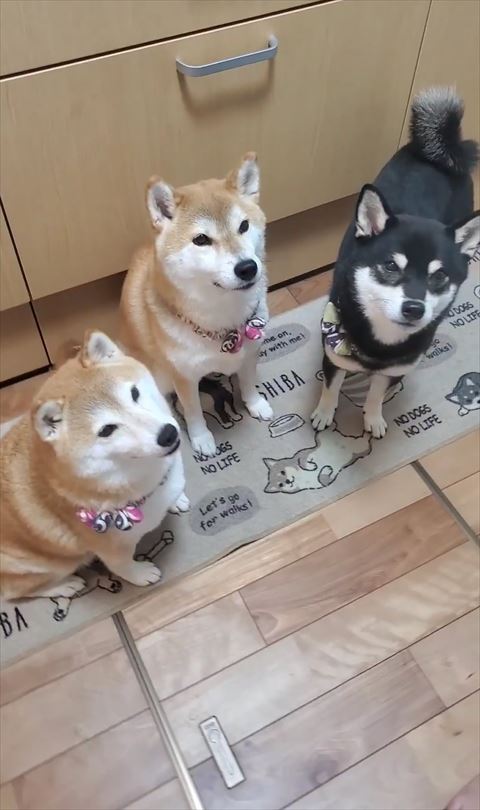 キッチンに並ぶ3匹