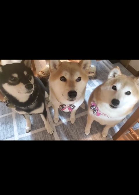 テーブルの下に並ぶ3匹