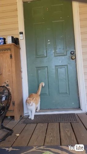 ドアの前で待つ猫