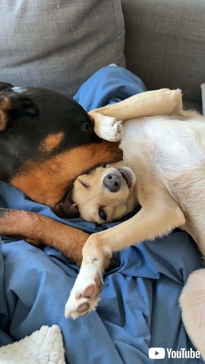 頭をくわえられるワンコ