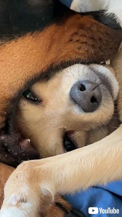 困惑するワンコ