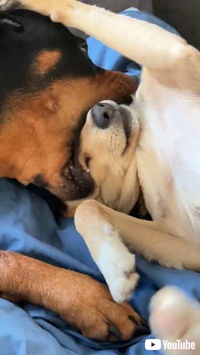 抵抗するワンコ