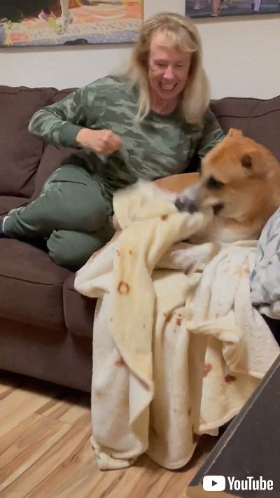 毛布を奪うワンコ