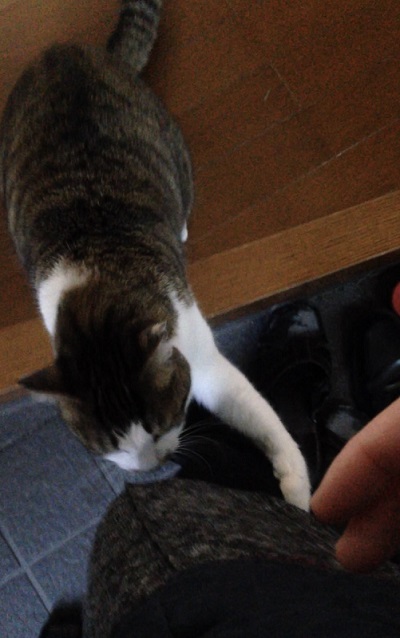 玄関にいる猫
