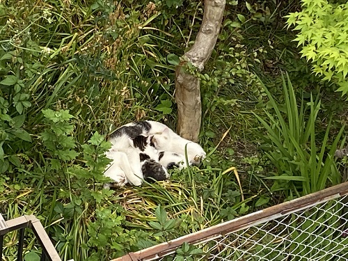 母猫と子猫たち